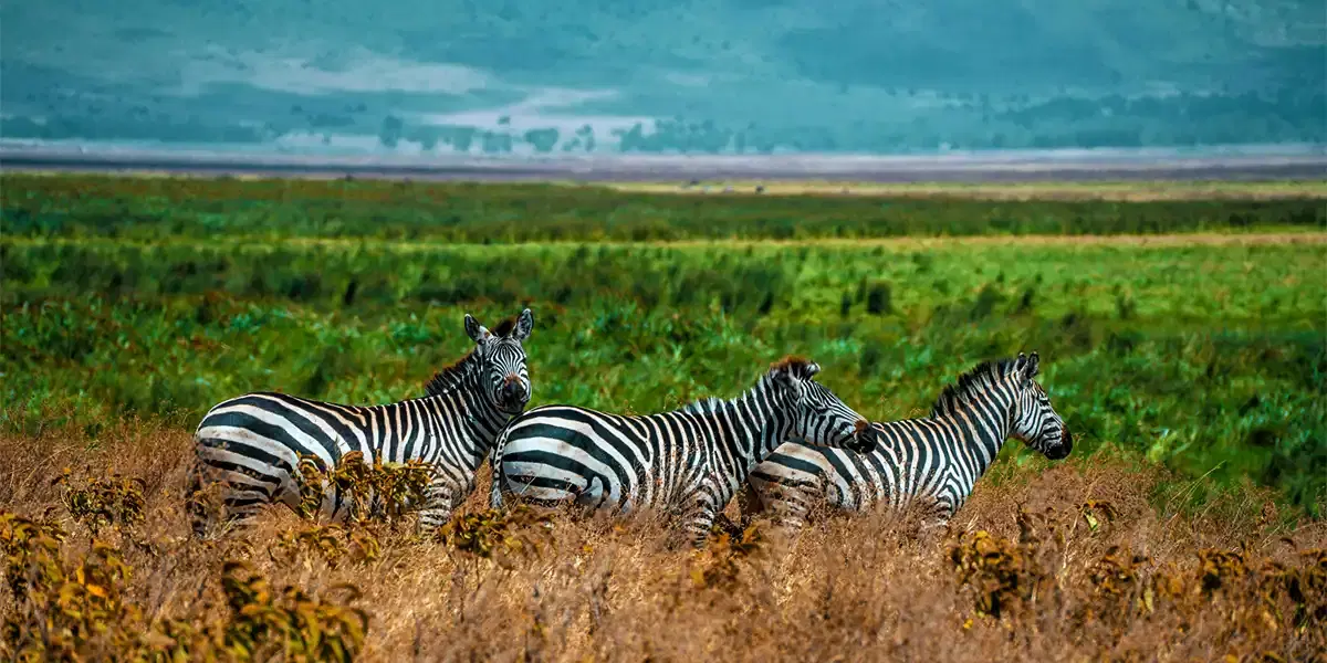 A Seamless Journey from Safari Majesty to Island Luxury