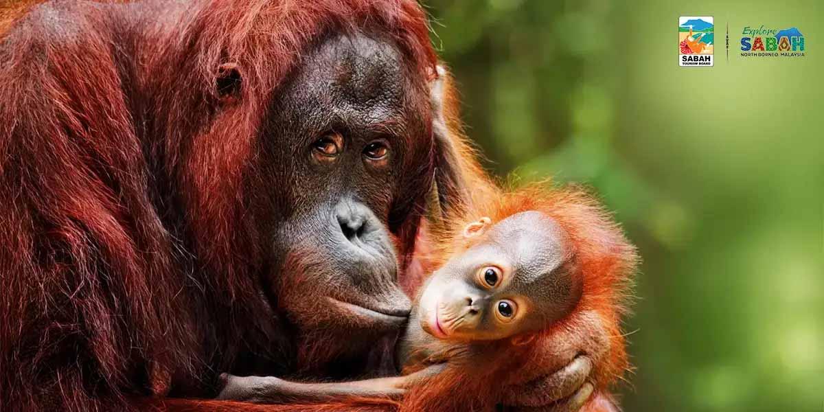 Borneo Wildlife Adventure with River Safari & Beach Stay
