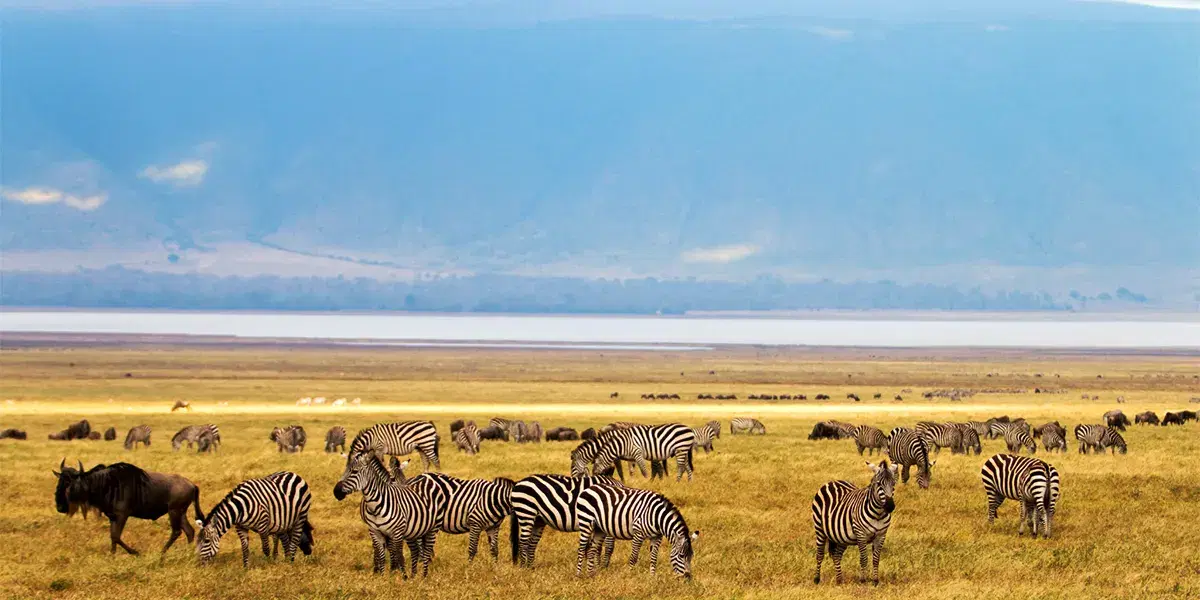 Safari to Shore: Nairobi, Serengeti & Zanzibar Escape