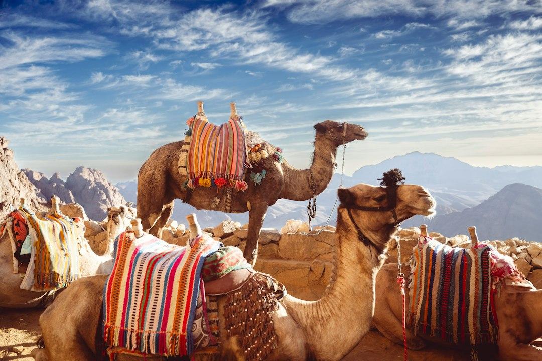 All Inclusive Winter Sun Holidays to Egypt — Egypt