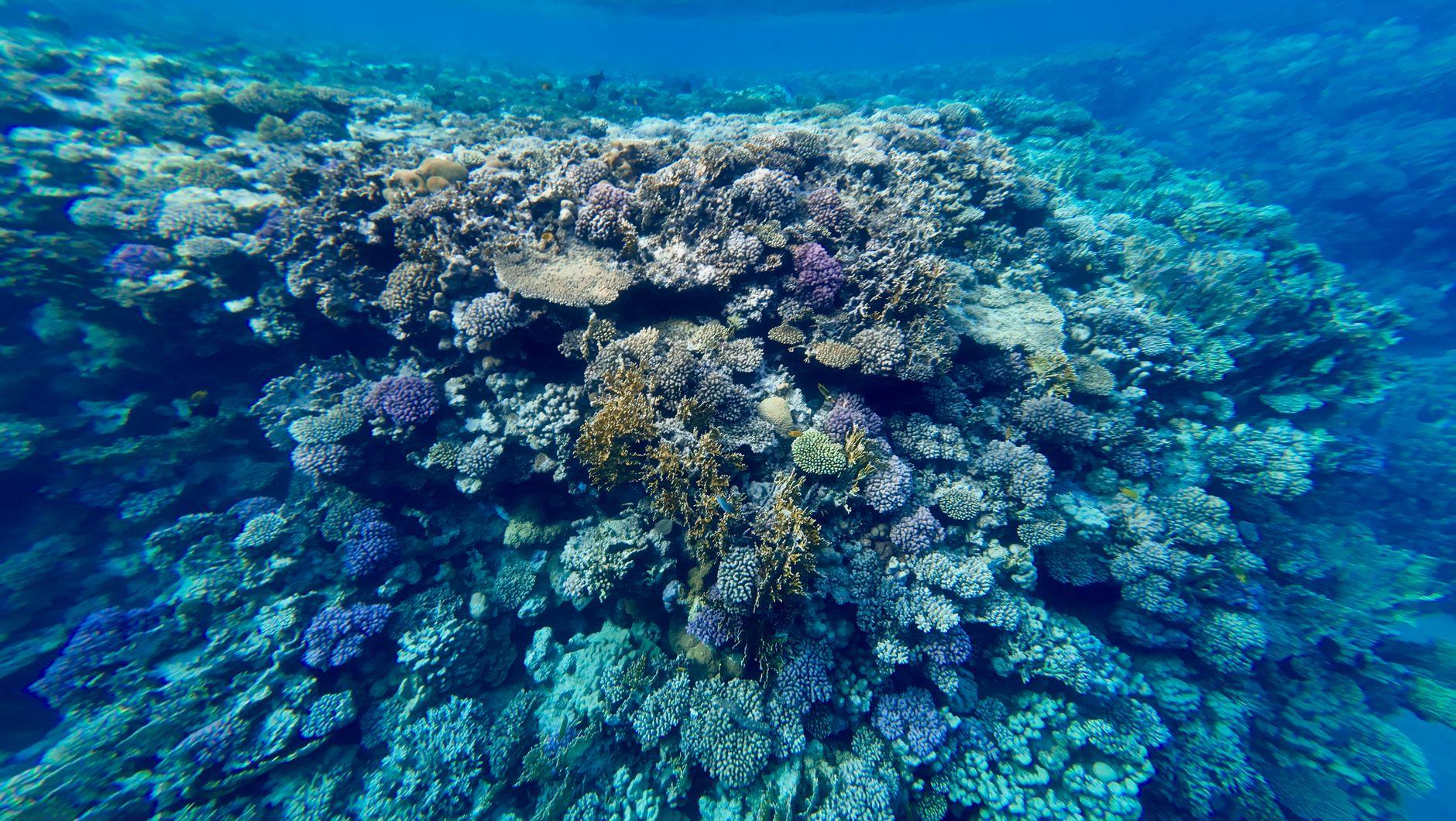Abu Dabbab Bay, Egypt