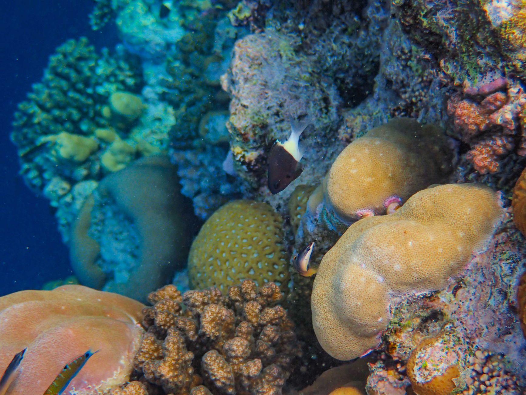 Samadai Reef, Egypt
