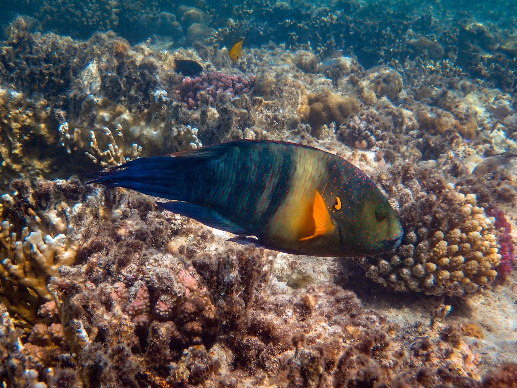 Samadai Reef, Egypt